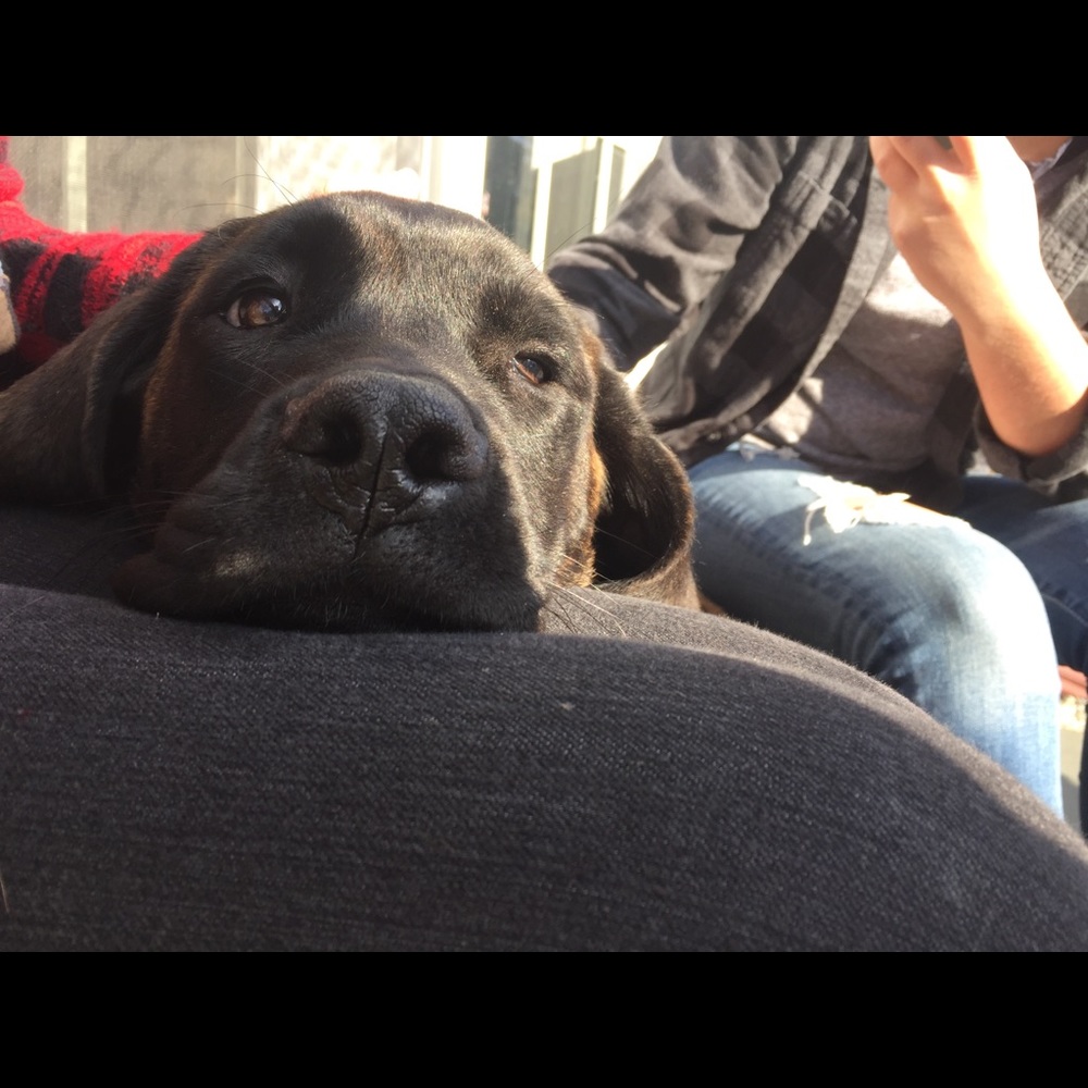 Meet your Posher, Cora